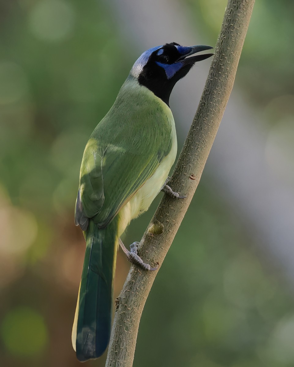 Green Jay - ML647259899