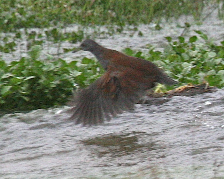 Black-tailed Crake - ML647259900