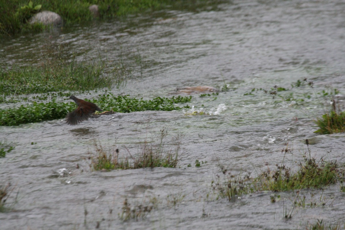 Black-tailed Crake - ML647259901