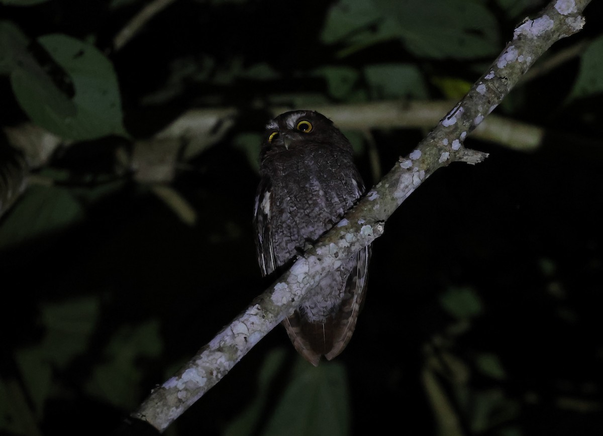 Foothill Screech-Owl - ML647259905