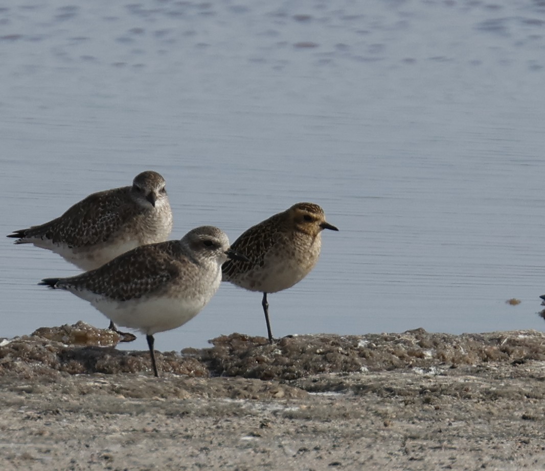 kulík pacifický - ML647259906