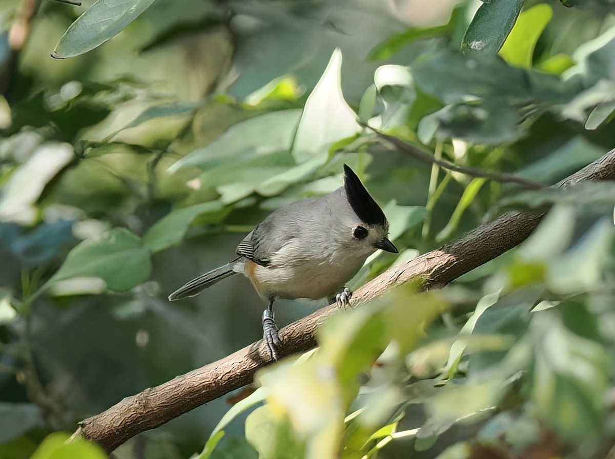 Black-crested Titmouse - ML647259908