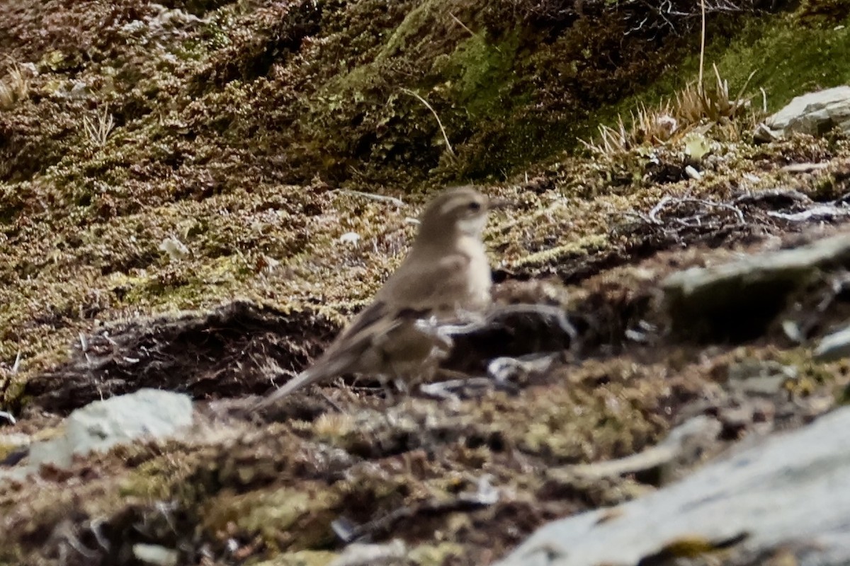 Buff-winged Cinclodes - ML647259909