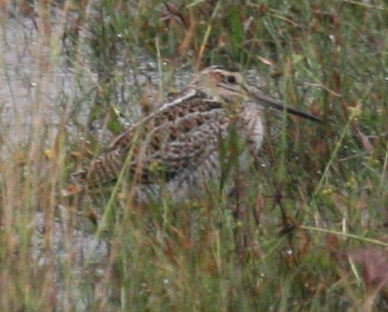 Solitary Snipe - ML647259911