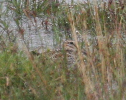 Solitary Snipe - ML647259912