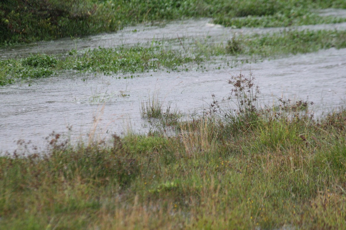 Solitary Snipe - ML647259914