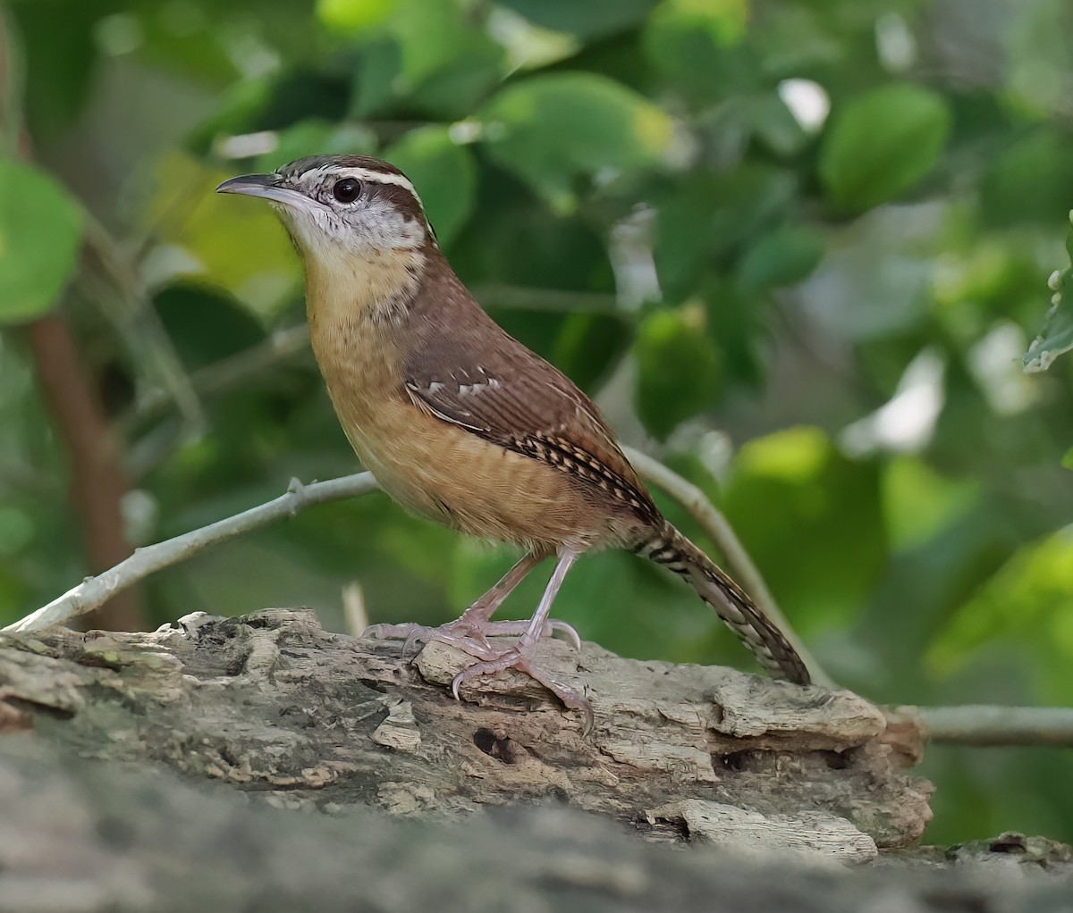 Carolina Wren (Northeast Mexico/South Texas) - ML647259916