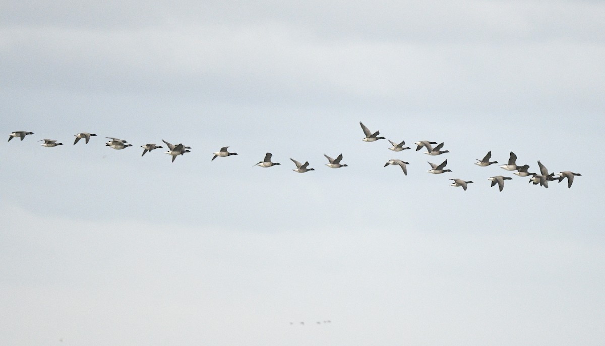 Brant (Pale-bellied) - ML647259918