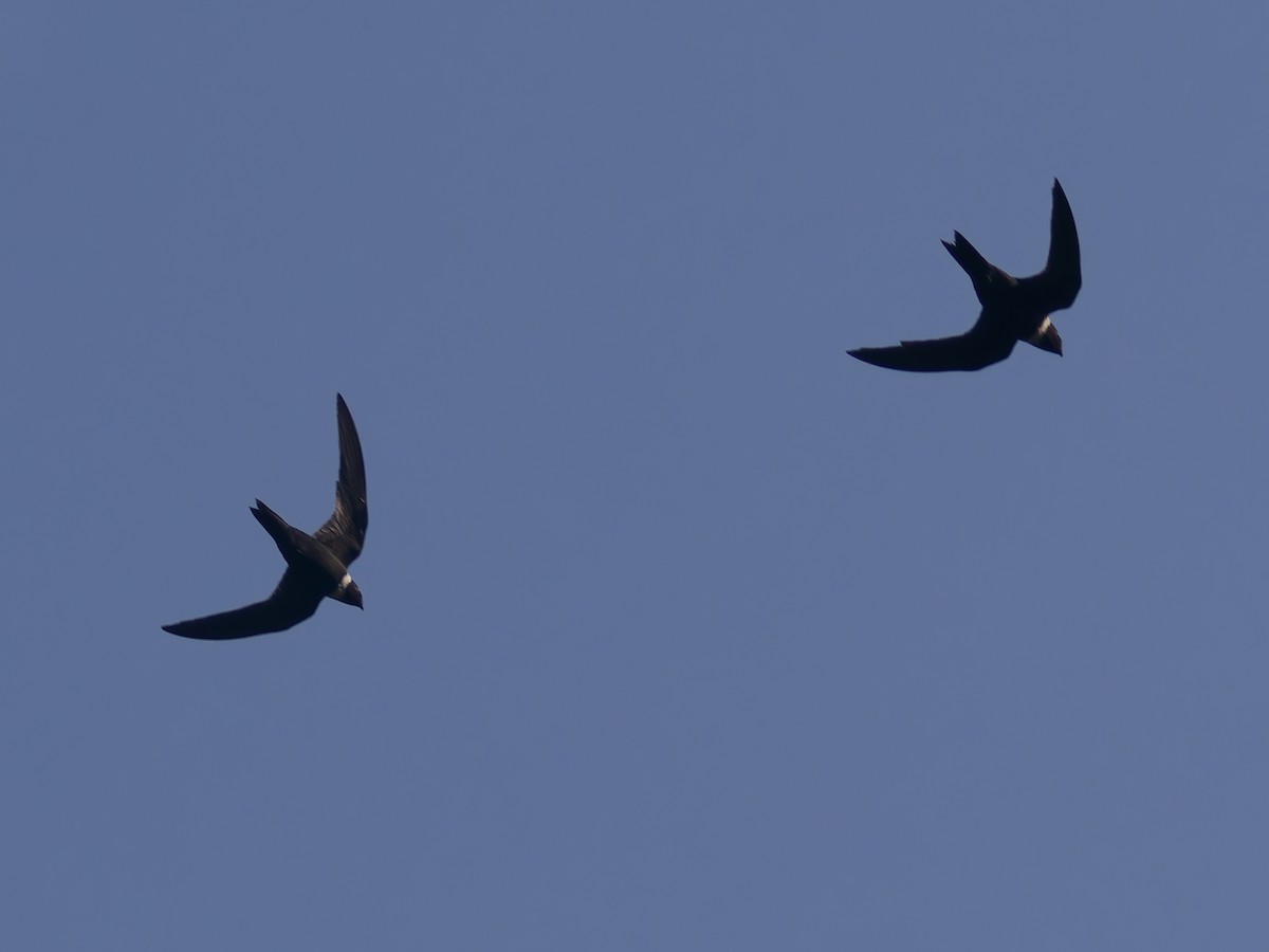 White-collared Swift - ML647259926