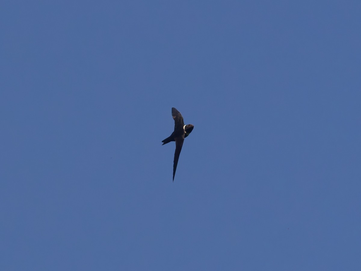 White-collared Swift - ML647259927