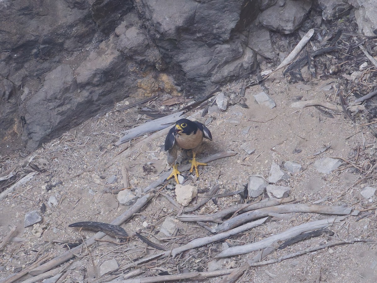 Peregrine Falcon - ML647259944