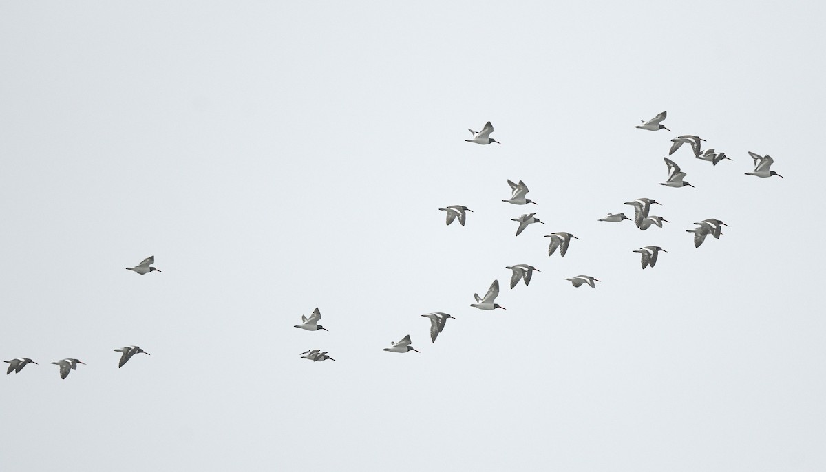 Itsas mika amerikarra - ML647259948