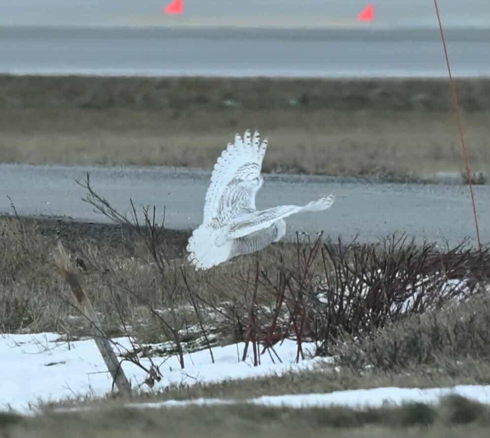 sovice sněžní - ML647259959