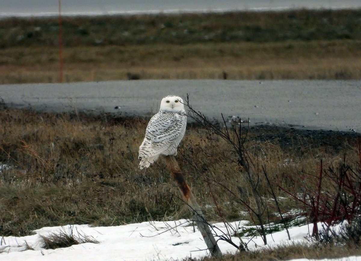 sovice sněžní - ML647259960