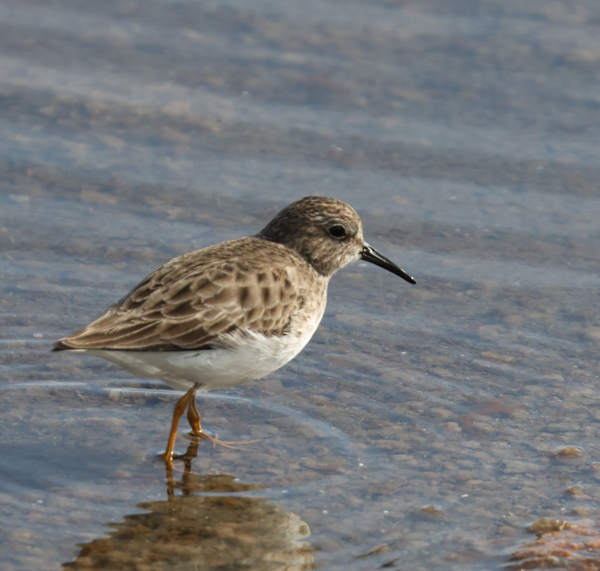 Least Sandpiper - ML647259964