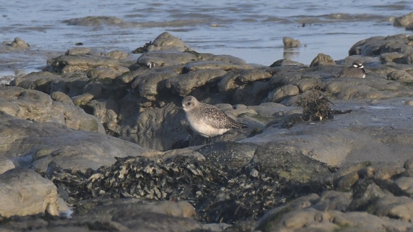Black-bellied Plover - ML647260013