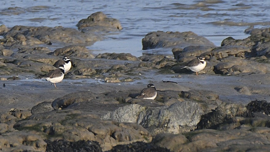 Common Ringed Plover - ML647260022