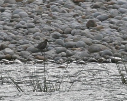 kulík pacifický - ML647260023