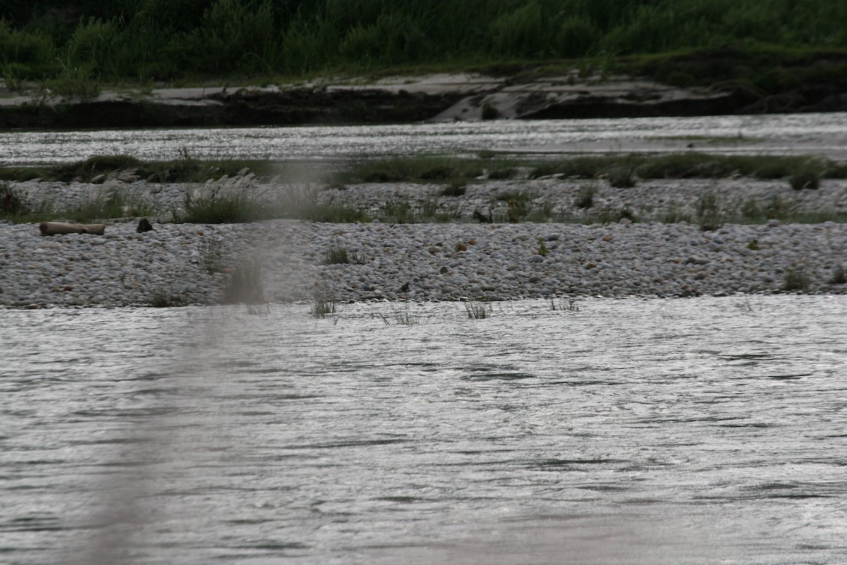 kulík pacifický - ML647260024