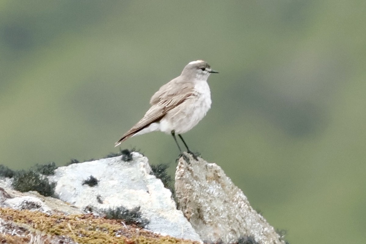 gulkronemarktyrann - ML647260029