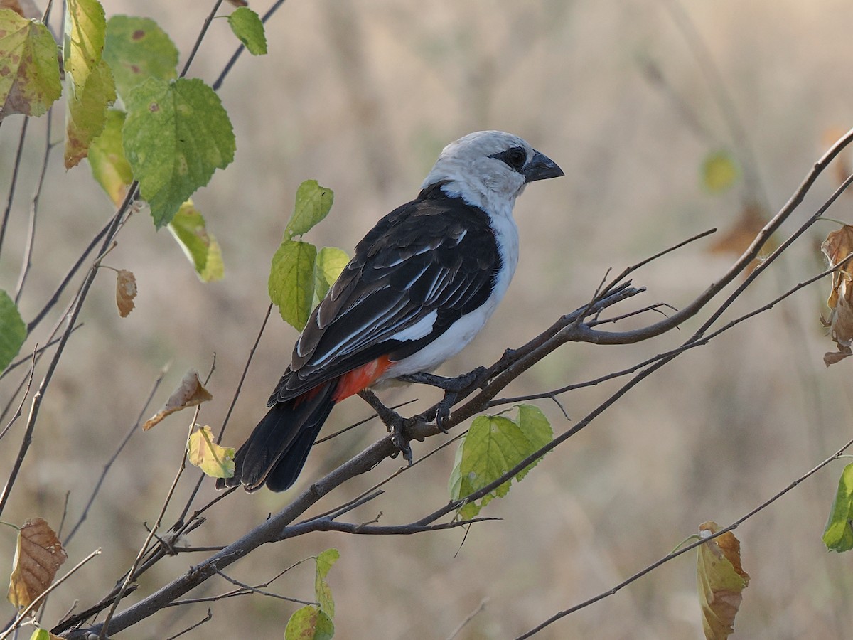 Ak Başlı Dokumacı - ML647260030
