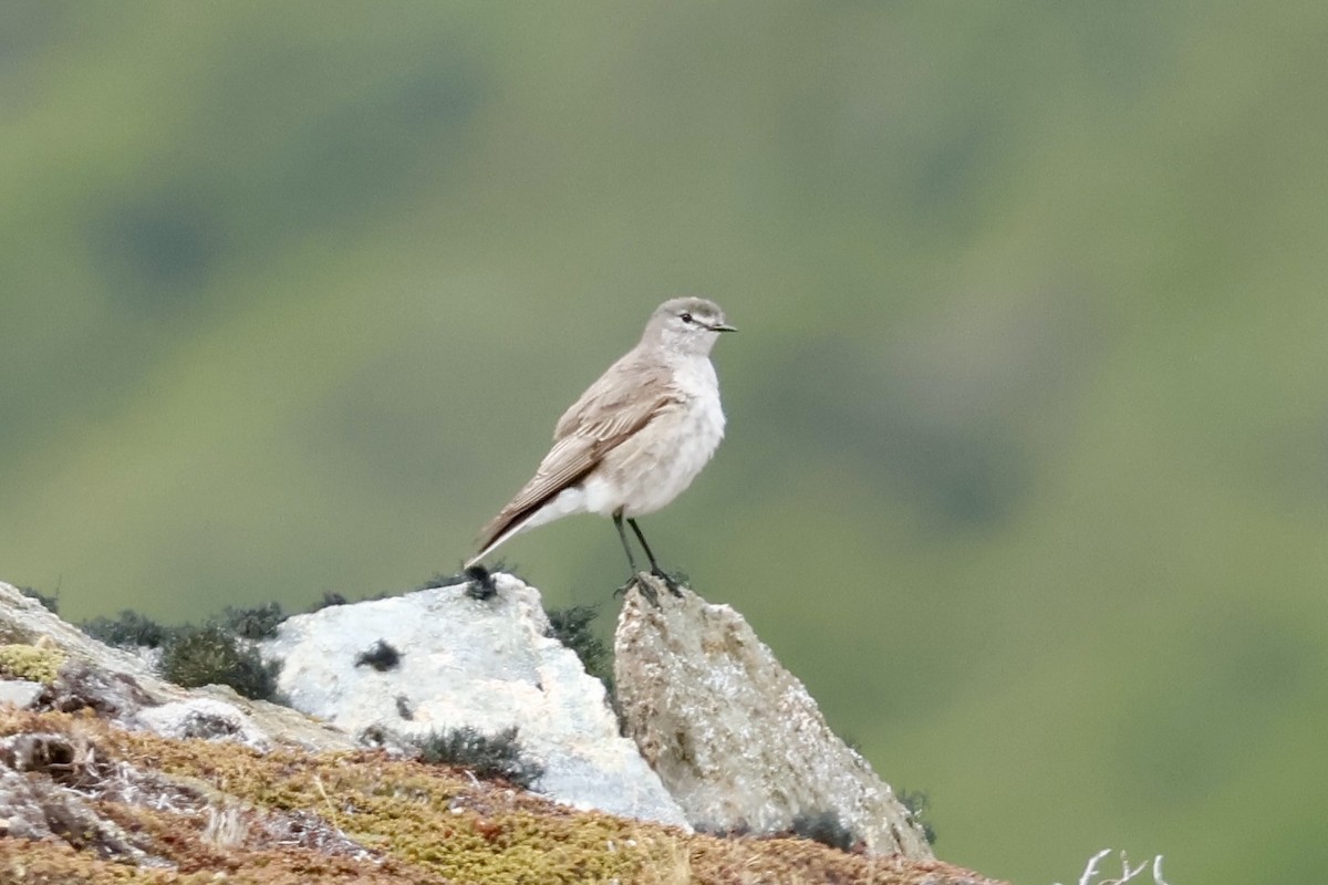 gulkronemarktyrann - ML647260031