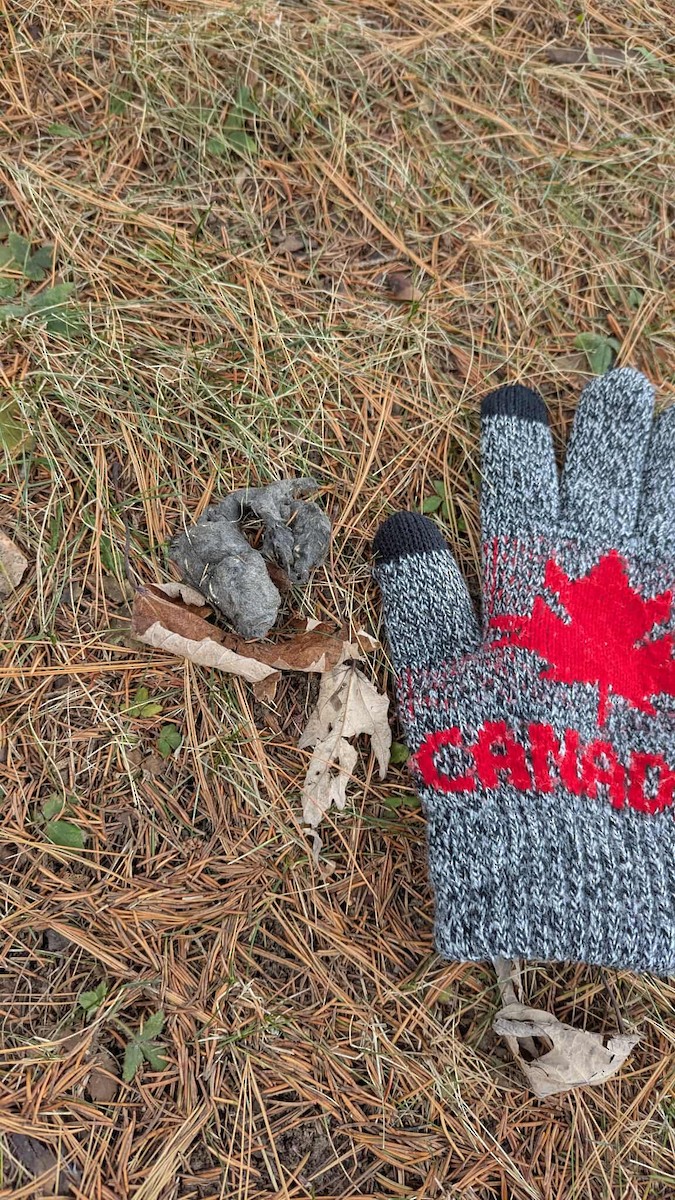 Animals - ML647260034