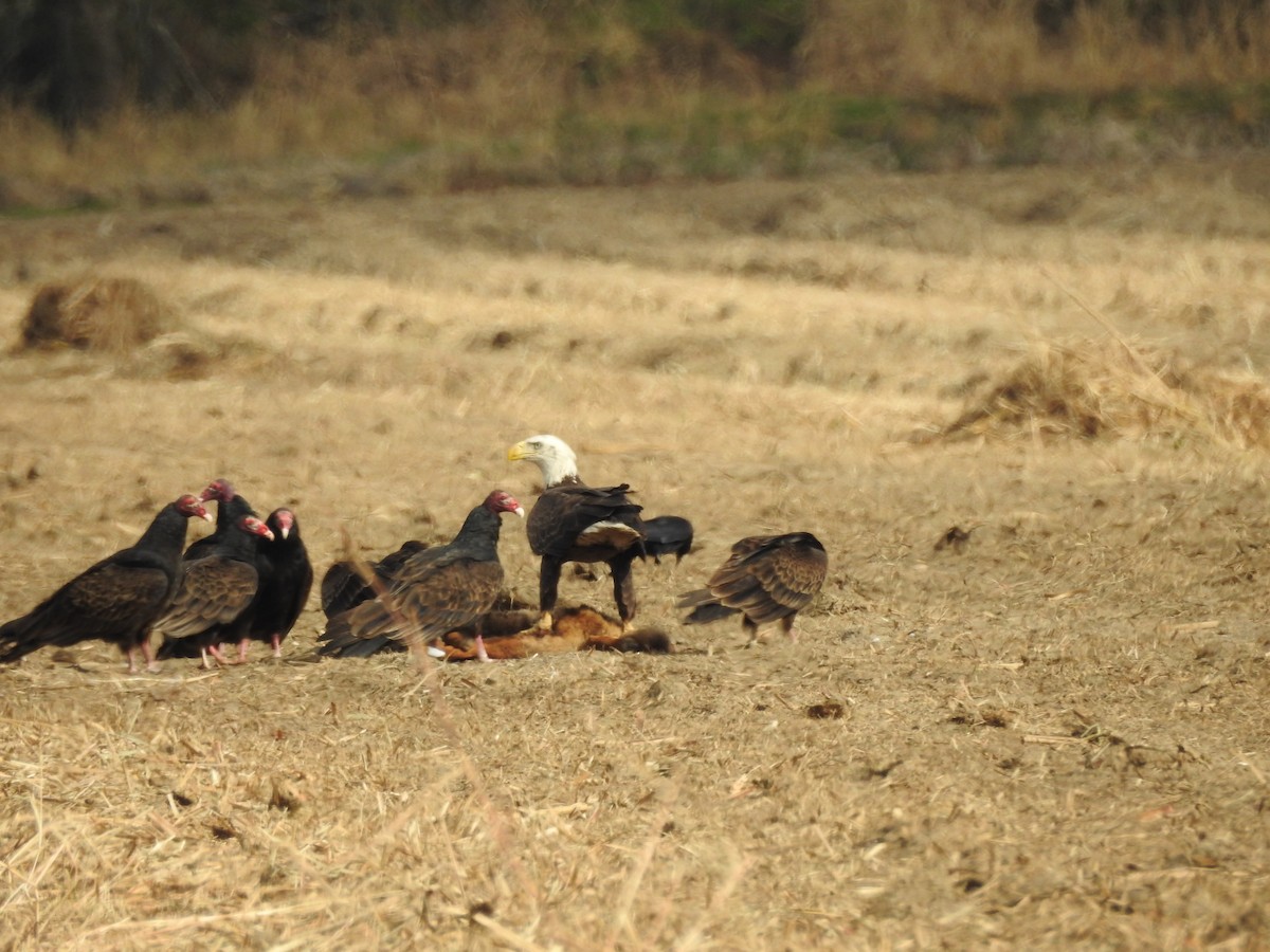 Bald Eagle - ML647260045
