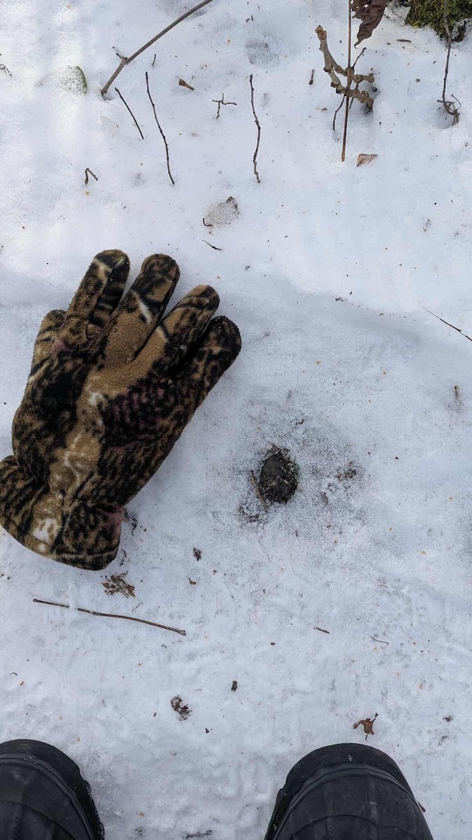 Animals - ML647260054