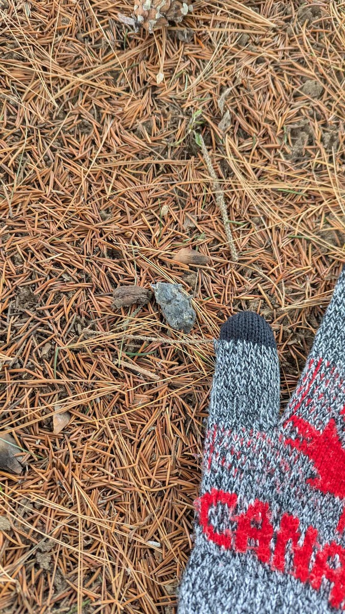 Animals - ML647260055