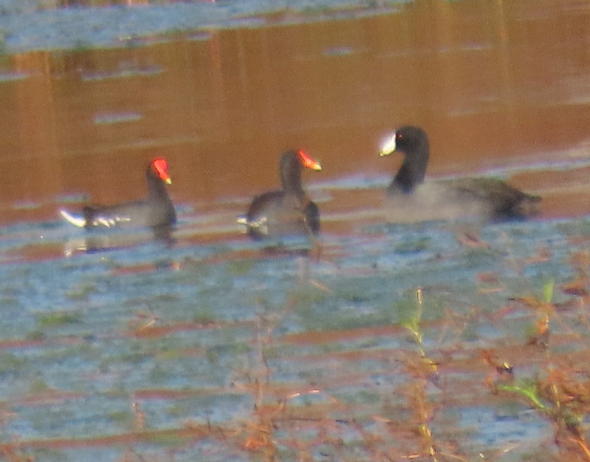 Курочка латиноамериканська - ML647260063