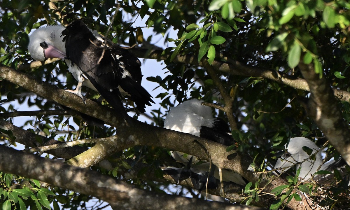 Abbott's Booby - ML647260064