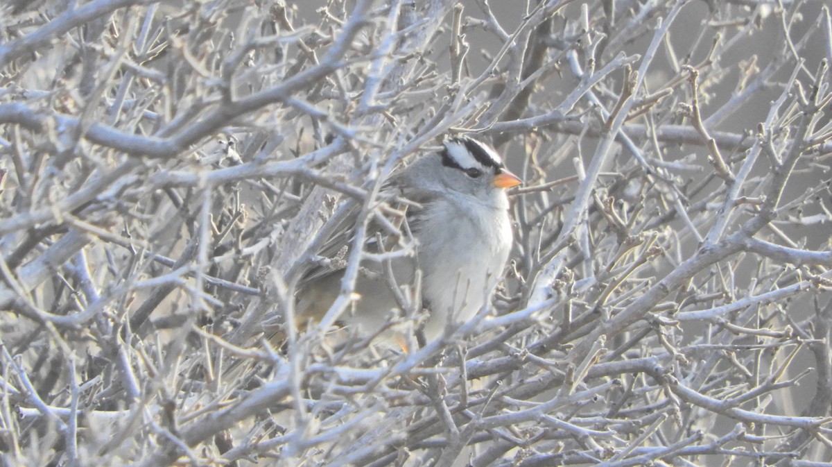 White-crowned Sparrow (Gambel's) - ML647260065