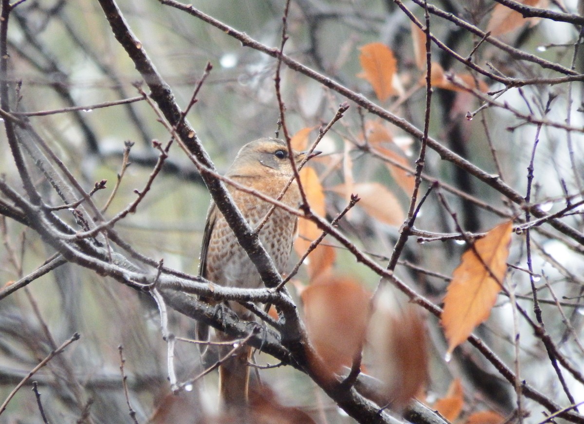 紅尾鶇 - ML647260066