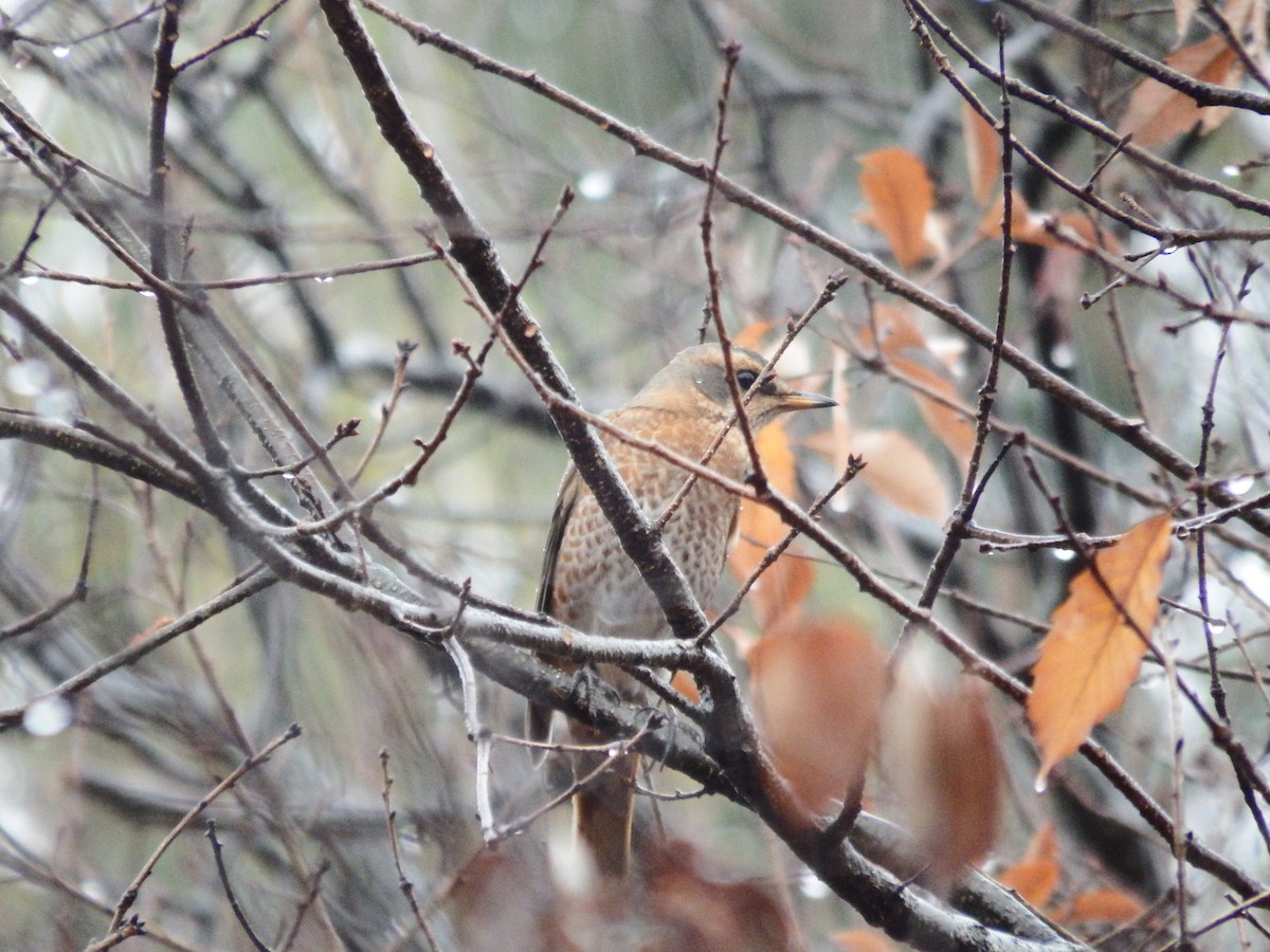 紅尾鶇 - ML647260067