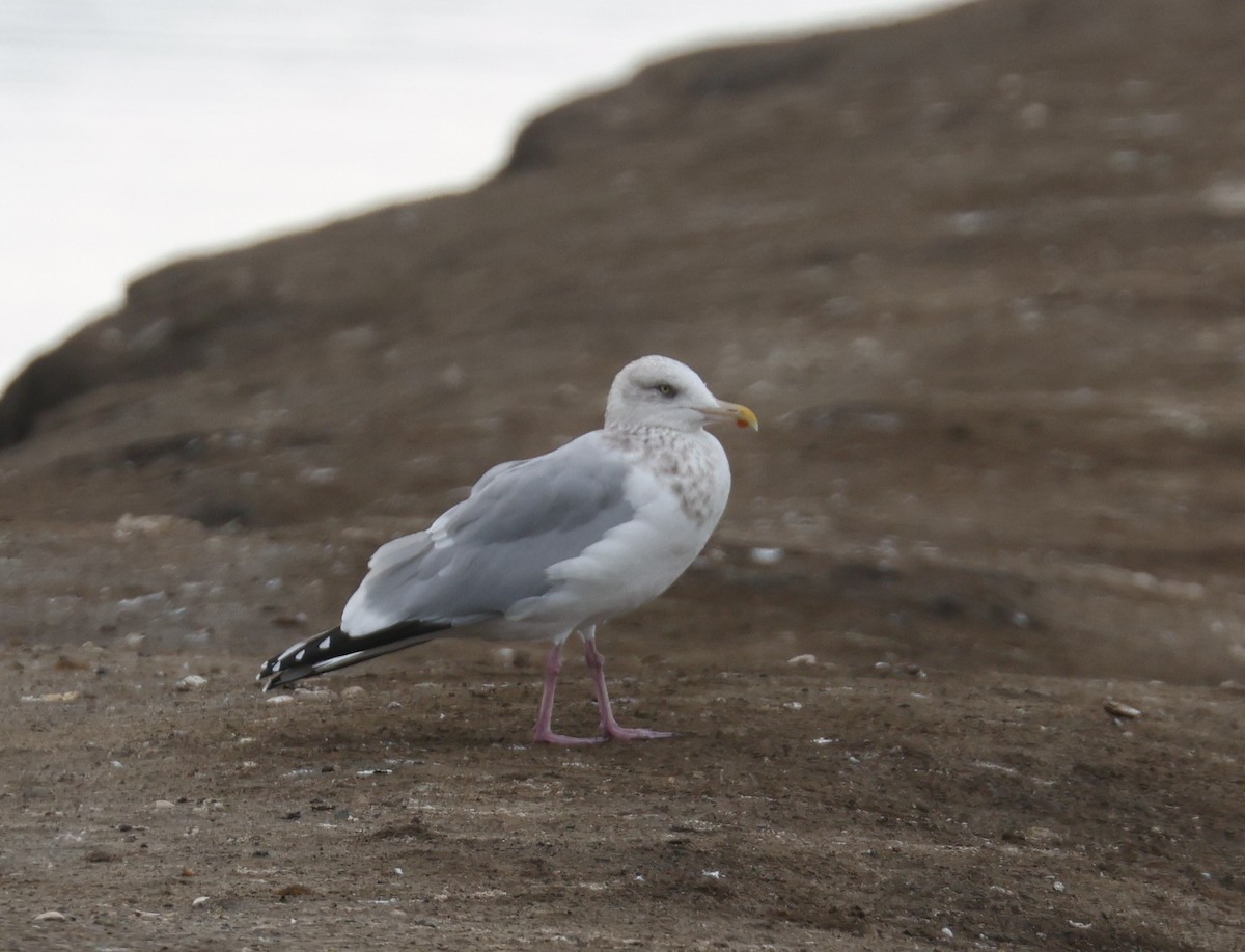 American Herring Gull - ML647260070