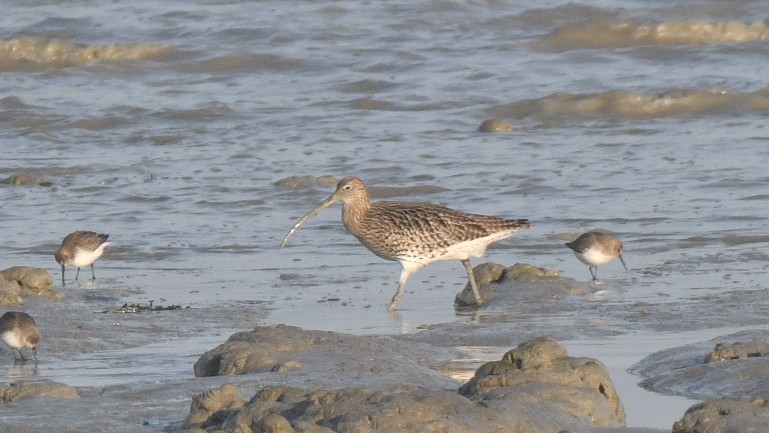 Eurasian Curlew - ML647260071