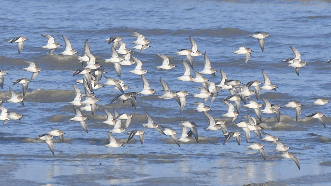 Dunlin - ML647260088