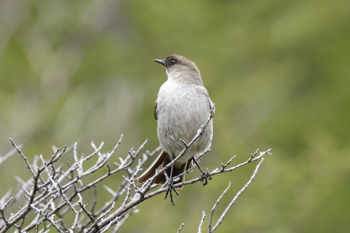 Dark-faced Ground-Tyrant - ML647260093