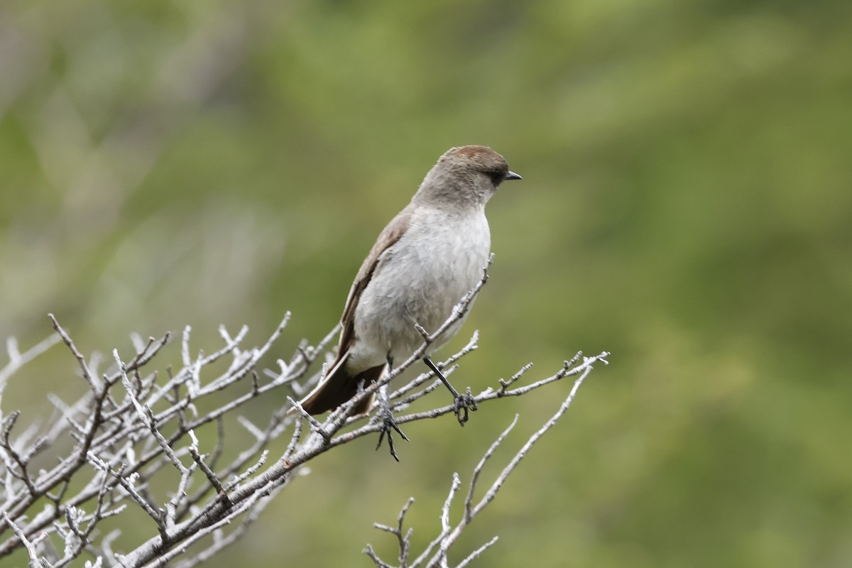 Dark-faced Ground-Tyrant - ML647260094