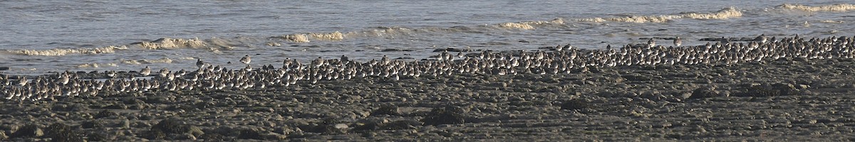Dunlin - ML647260095