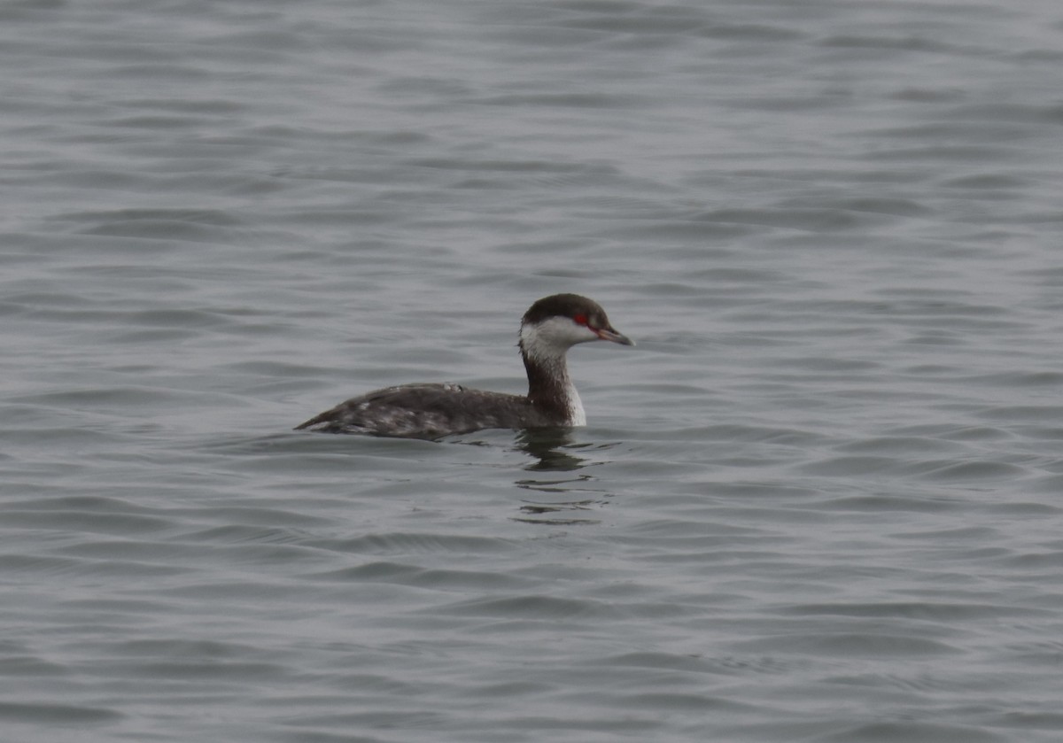 Horned Grebe - ML647260096