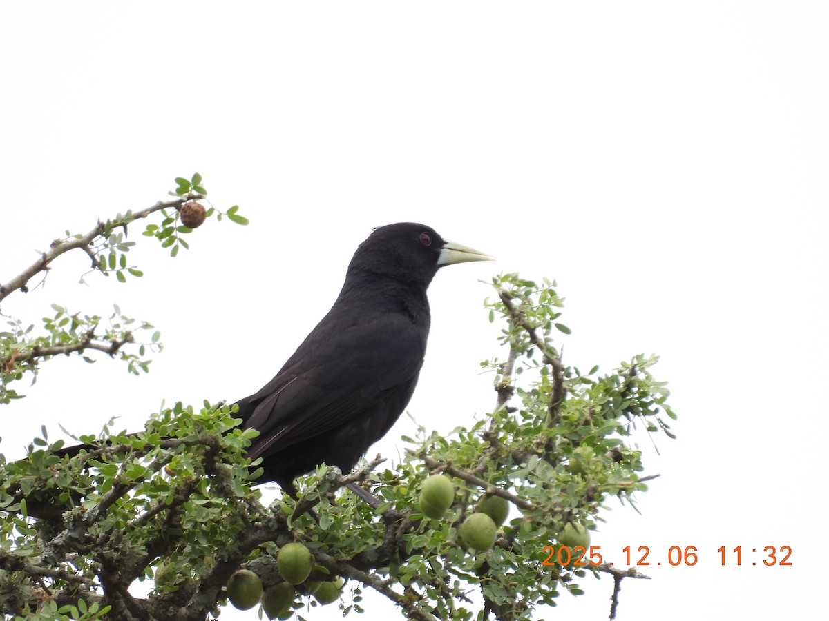 Solitary Black Cacique - ML647260097