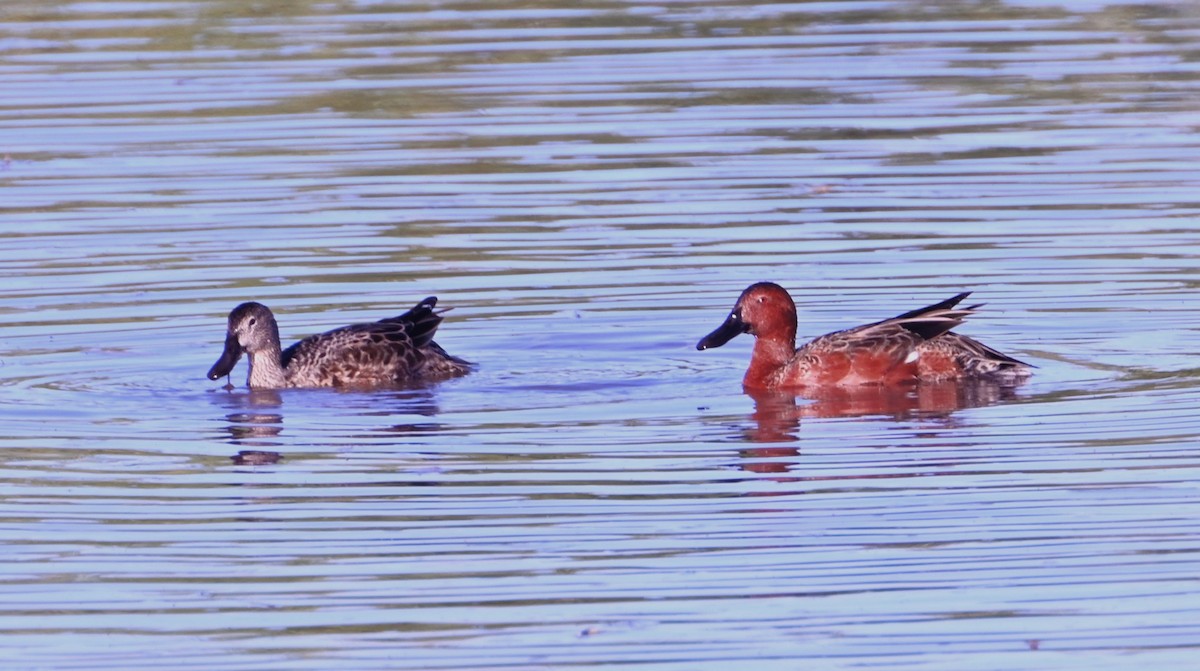 Cinnamon Teal - ML647260108