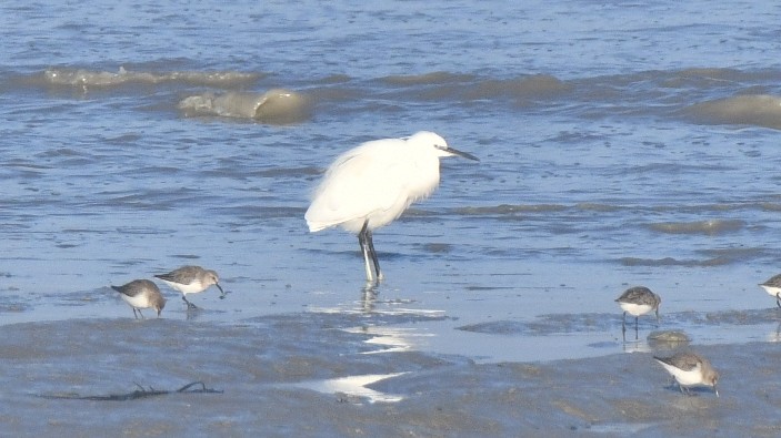 Little Egret - ML647260116