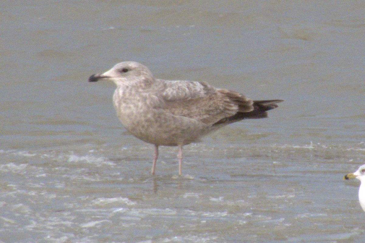 Iceland Gull - ML647260133