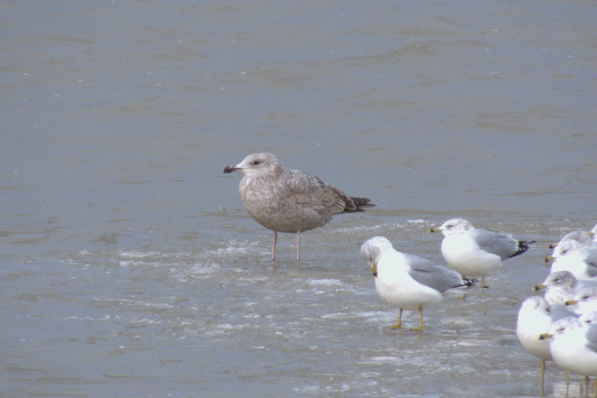 Iceland Gull - ML647260135