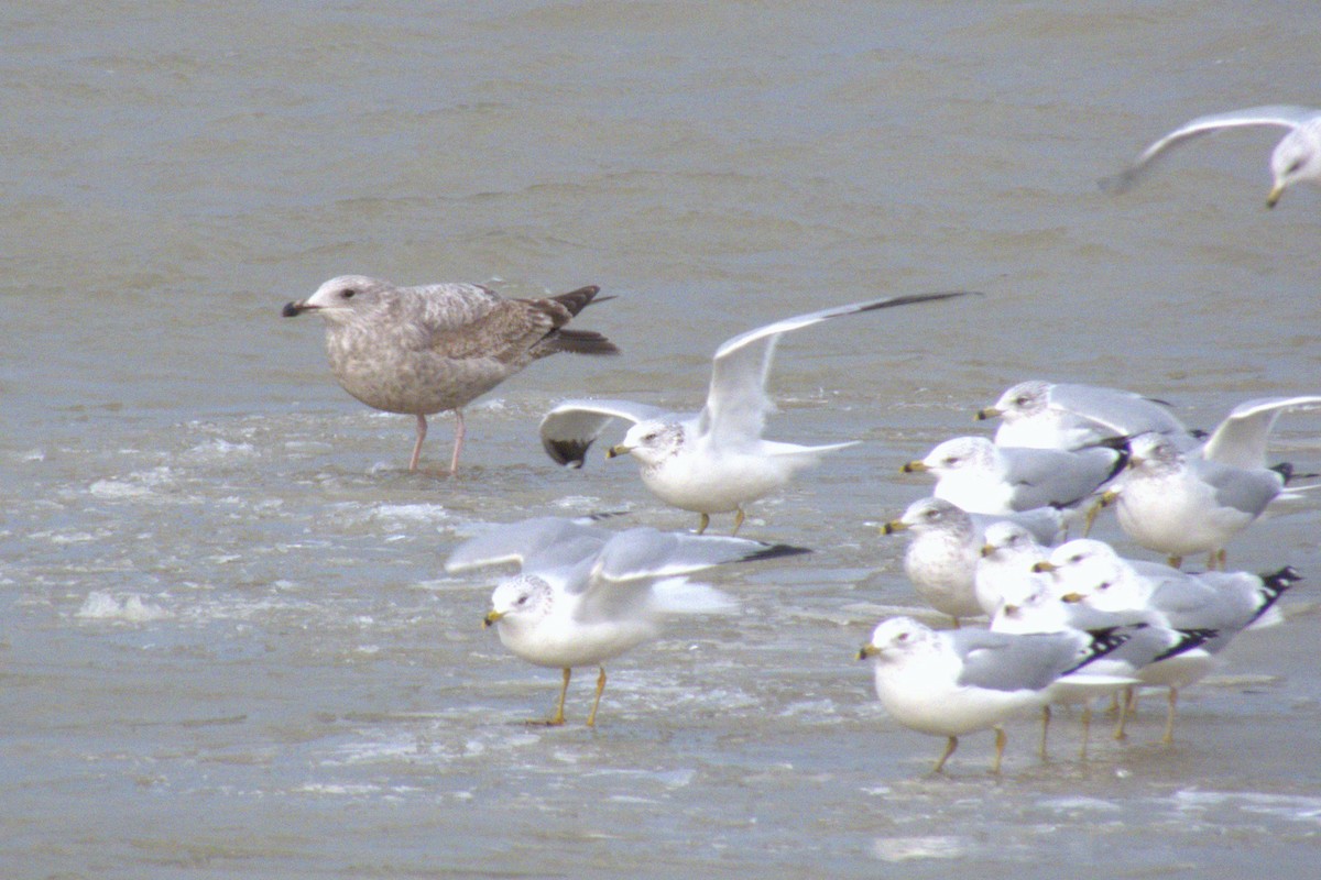Iceland Gull - ML647260136