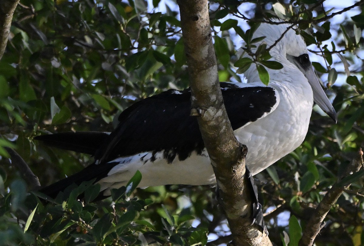 Abbott's Booby - ML647260146