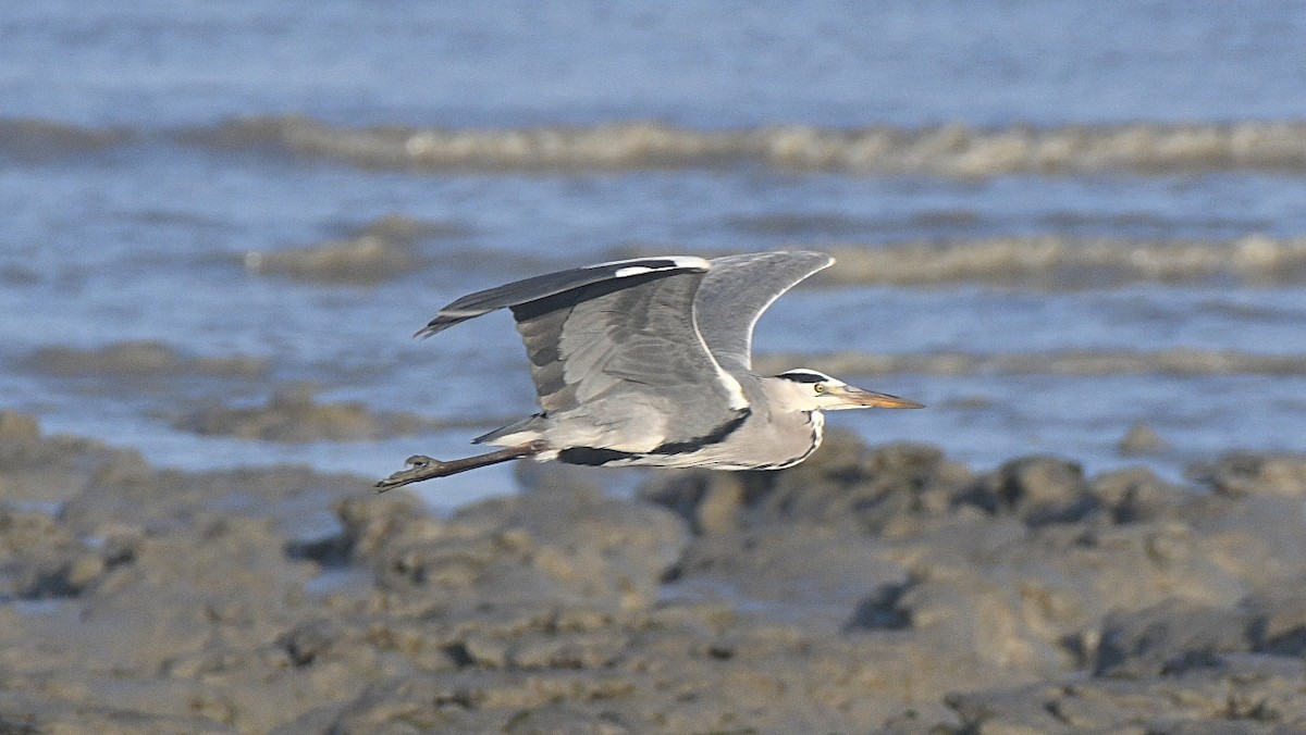 Gray Heron - ML647260148